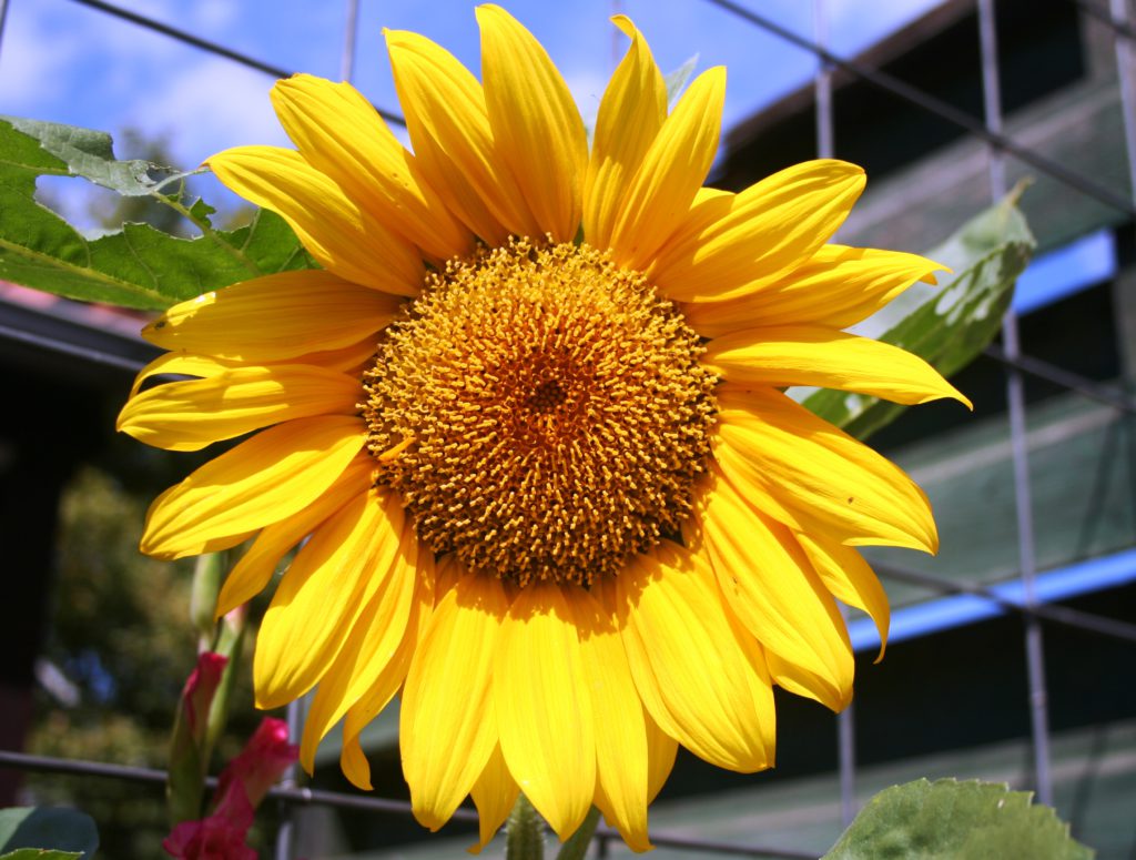 Zonnebloem, gemaakt door Gemma van der Linde