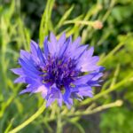 Korenbloem Foto by Gemma van der Linde