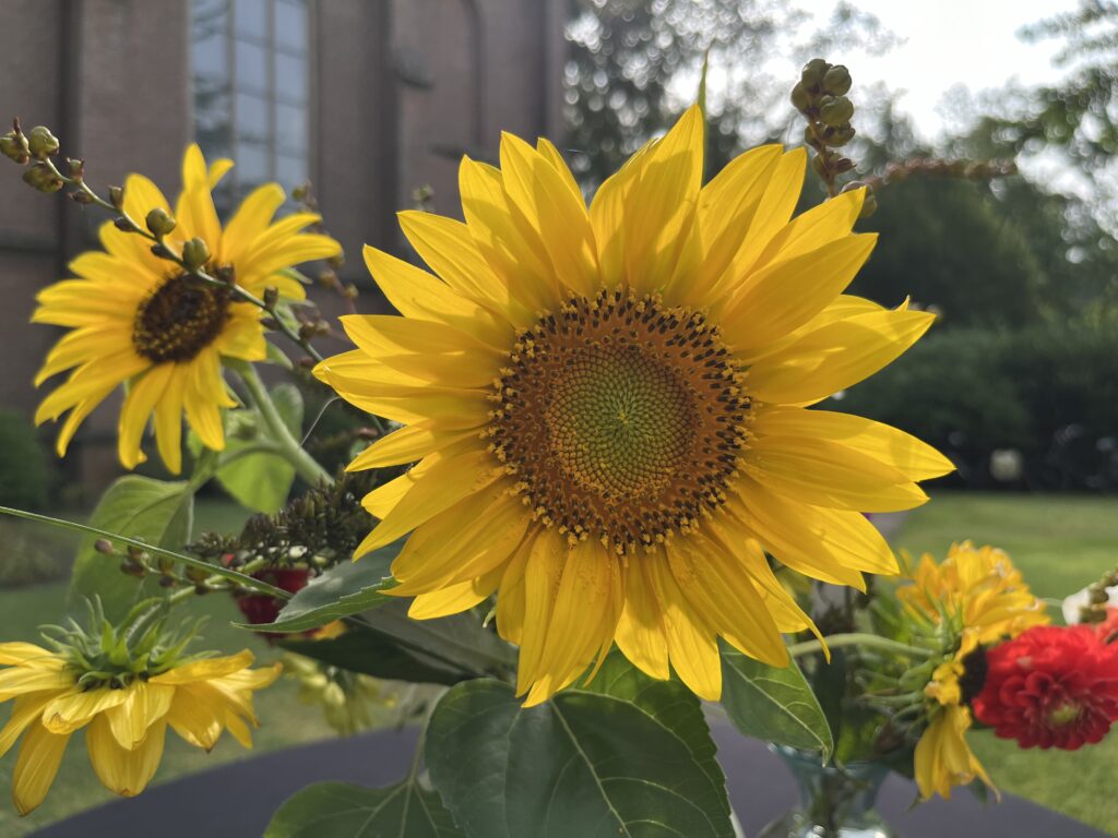 Zonnebloem, gekweekt in Harfsen.