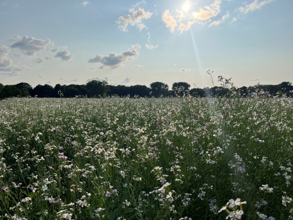 Foto gemaakt zondag 15 juni 2025, Hoogfeest H. Drie-Eenheid. © Gemma van der Linde
