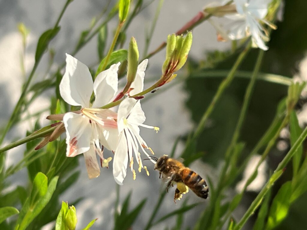 ©beeld gemma.lindevander 